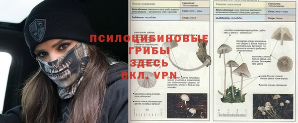 сатива Абинск
